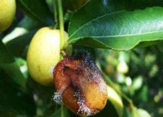 枣树常见病虫害图片
