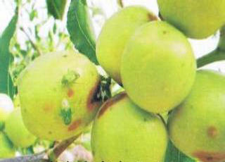 枣树常见病虫害图片